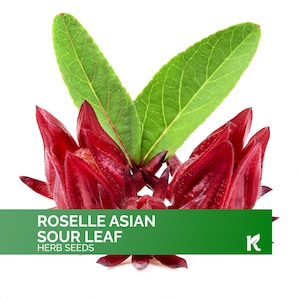 50  PCS - Roselle Seeds for Planting (Hibiscus Sabdariffa) – Jamaican Sorrel / Cranberry Hibiscus seeds / Gongura seeds / Sour Leaf Seeds