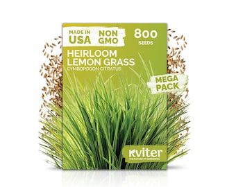 800 Lemon Grass Seeds For Planting (Cymbopogon Citratus), Heirloom Lemongrass Seeds, Culinary Herb Seeds For Outdoor Herb Garden