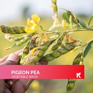 30 PCS - Pigeon Peas Seeds for Planting (Cajanus Cajan) – Known as Guandules, Gandules goya, Gungo Peas, Congo Pea Non GMO & Organic