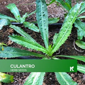 1000 - Culantro Seeds (Eryngium Foetidum) – Semillas de Culantro / Mexican Coriander Seed, Recao, Chadon Beni Heirloom Seeds Non Gmo Organic