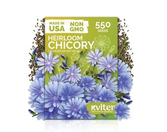 550 Chicory Seeds For Planting (Cichorium Intybus), Blue Chicory Plant Wildflower Seeds, Chicory Seed, Perennial Herb Seeds For Herb Garden