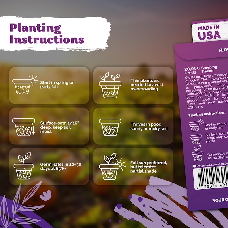 20000 Creeping Thyme (Thymus Serpyllum) seeds, Ground Cover Herb Seeds, Perennial Thyme Seeds, Lawn Alternative Plant, Bee - Friendly Seed image 3