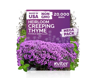20000 Creeping Thyme (Thymus Serpyllum) seeds, Ground Cover Herb Seeds, Perennial Thyme Seeds, Lawn Alternative Plant, Bee - Friendly Seed