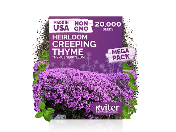 20000 Creeping Thyme (Thymus Serpyllum) seeds, Ground Cover Herb Seeds, Perennial Thyme Seeds, Lawn Alternative Plant, Bee - Friendly Seed