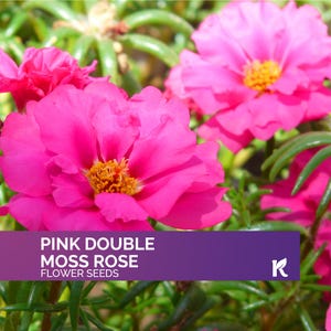 200 PCS - Pink Double Moss Rose Seeds (Portulaca Grandiflora) – Purslane Flowering Ground Cover seeds, Organic Garden seeds