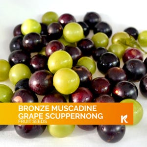 12 PCS - Bronze Muscadine Grape Vines Seeds (Vitis Rotundifolia) – Scuppernong Muscadine Grape Vine Heirloom Seeds, Flavor Organic Grapes
