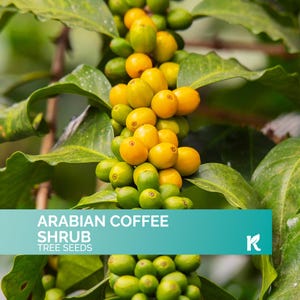 15 PCS - Arabian Coffee Seeds for Planting (Coffea Arabica) – Perennial Coffee Evergreen Shrub Bean seeds, Heirloom Seeds Non Gmo Organic