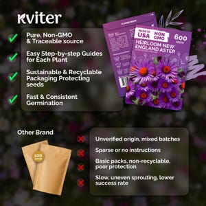 600 New England Aster Seeds (Aster Novae-Angliae), New England Aster Seeds, Perennial Flower Seeds For Butterfly Garden, Cut Flower Garden immagine 6