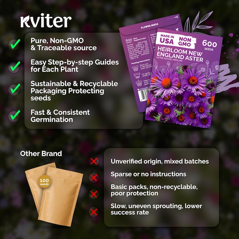 600 New England Aster Seeds (Aster Novae-Angliae), New England Aster Seeds, Perennial Flower Seeds For Butterfly Garden, Cut Flower Garden immagine 6