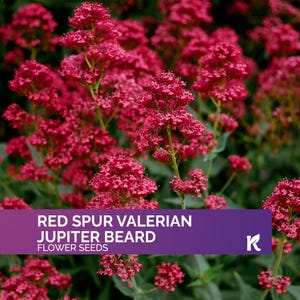 50 PCS - Red Spur Valerian Seeds Jupiters Beard (Centranthus Ruber) – Jupiter’s Beard seeds, Heirloom Red Valerian – Drought-Tolerant