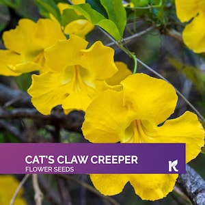 20 PCS - Cat&#39;s Claw Creeper Seeds (Dolichandra Unguis Cati) – Organic Cats Claw Garden Seeds for Planting, Climbing Vine Seeds