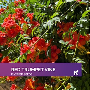 20 PCS - Red Trumpet Vine seeds (Campsis Radicans) – Trumpet creeper vine, hummingbird trumpet plant seeds – Flowering vines for garden