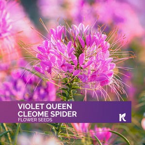 30 PCS - Violet Queen Cleome Seeds for Planting Outdoors (Cleome Spinosa / Hassleriana) – Cleome Spider Flower Seeds, Annual Flower seeds