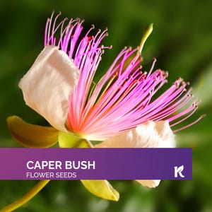 25 PCS - Caper Bush Seeds (Capparis Spinosa) – Caper Plant Perennial Bush Seeds, Flowering Bushes Fruit Berries Caper Seeds, Showy Flowers