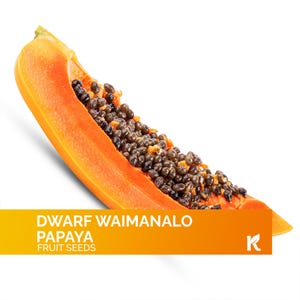 20 PCS -  Waimanalo Dwarf Papaya Seeds (Carica Papaya) – Heirloom Fast-Bearing Sweet Organic Fruit seeds – Perfect Dwarf Fruit Tree seeds