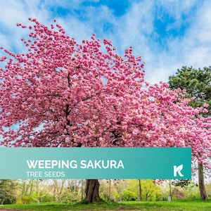 30 PCS - Weeping Cherry Sakura Tree Seeds for Planting (Prunus Subhirtella) – Pink Japanese Cherry Blossom Tree, Higan/Spring Cherry Seeds