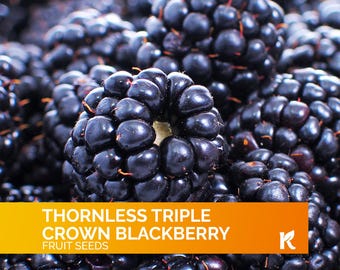 Growing Blackberries and Boysenberries: Rubus species