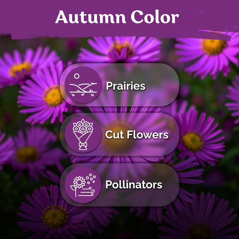 600 New England Aster Seeds (Aster Novae-Angliae), New England Aster Seeds, Perennial Flower Seeds For Butterfly Garden, Cut Flower Garden immagine 5