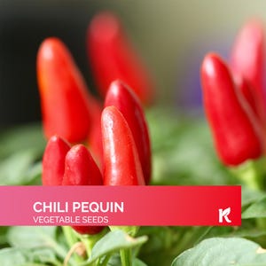 100 PCS - Chili Pequin Seeds for Planting(Capsicum Annuum), Chile Piquin, Bird Pepper - Spicy Chili, Heirloom, Indoor & Outdoor seeds
