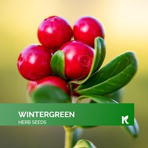 25 PCS - Wintergreen Seeds (Gaultheria Procumbens) – Teaberry Organic Seeds for Planting, Checkerberry Wintergreen Plant Seeds