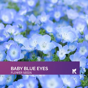 1000 PCS - Baby Blue Eyes Seeds (Nemophila Menziesii) – Native California Wildflower Seeds, Drought Tolerant – Heirloom Flower Seed to Plant