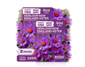 1200 New England Aster Seeds (Aster Novae-Angliae), Aster Seed Packets, Perennial Flower Seeds For Butterfly Garden, Cut Flower Garden