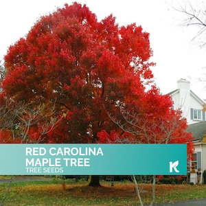 25 PCS - Red Maple Tree Seeds for Planting Outdoors (Acer Rubrum) – Red Carolina Maple, Scarlet Maple Heirloom Seeds Non Gmo Organic