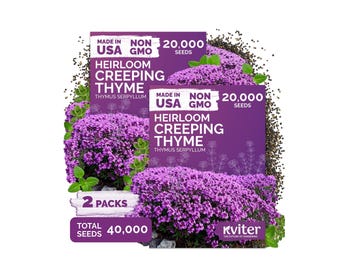 40000 Creeping Thyme Seeds (Thymus Serpyllum), Heirloom Thyme Seed Packets, Purple Ground Cover Herb Seeds For Garden Paths & Landscapes