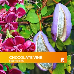 15 PCS Chocolate Vine Seeds (Akebia Quinata) – Five Leaf Akebia, Perennial Flower Climbing Vine seeds, Edible Fruit – Fast Growing Vine