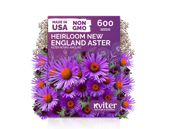 600 New England Aster Seeds (Aster Novae-Angliae), New England Aster Seeds, Perennial Flower Seeds For Butterfly Garden, Cut Flower Garden