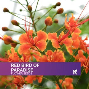 10 - Red Bird of Paradise seeds (Caesalpinia Pulcherrima) – Pride of Barbados,Dwarf Poinciana,Peacock Flower Seeds for Planting