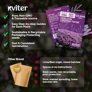 20000 Creeping Thyme (Thymus Serpyllum) seeds, Ground Cover Herb Seeds, Perennial Thyme Seeds, Lawn Alternative Plant, Bee - Friendly Seed image 6