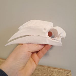 White Thighed Hornbill Bird - Bycanistes albotibialis - Replica Skull - Life Size 3D Printed Model - Realistic Skull Model - Natural History