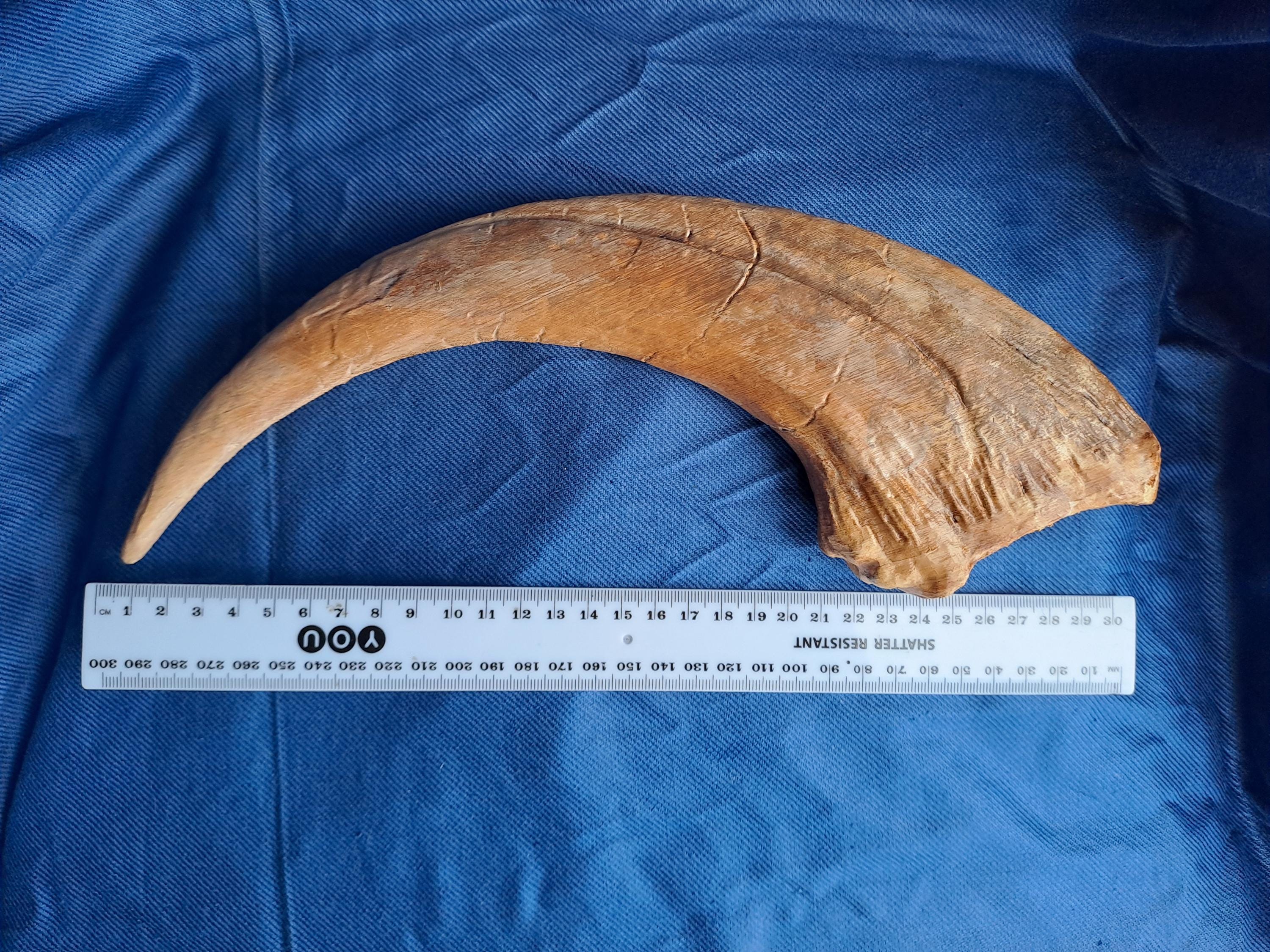 Velociraptor Claw Deinonychus Raptor Dinosaur Claw Replica