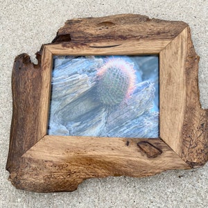 Live edge California Red Barrel Cactus.