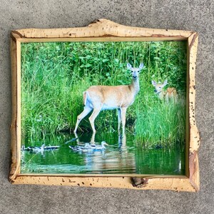 May include: A framed photograph of a white-tailed deer standing in a pond with a smaller deer behind it. The pond is surrounded by green grass and reeds. The frame is made of wood and has a rustic look.