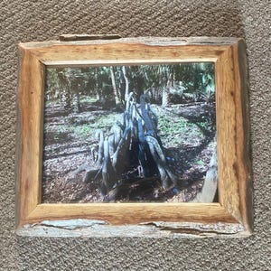 May include: A framed photograph of a cluster of tree roots in a forest setting. The roots are light brown and gray, and they are arranged in a tangled, organic pattern. The background is a blurred image of trees and foliage.