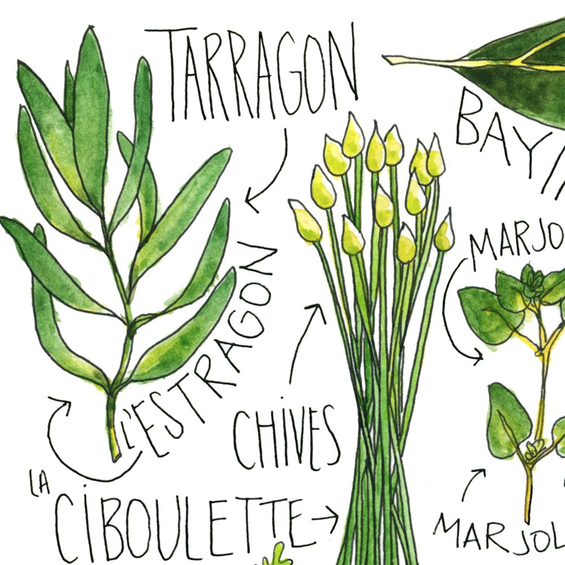 French Herbs Watercolor Print Etsy