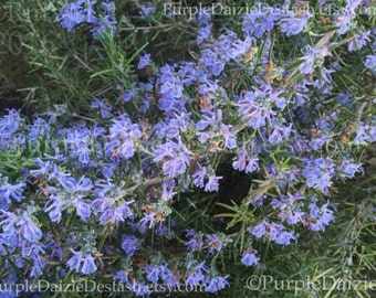 Stock Photography Rosemary Flowers Royalty Free - 5 JPG Photos Five Herb Flower Pictures Herbal PlantDigital Images - JPEG Download