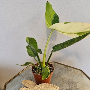 Philodendron &#39;Jose Buono&#39; 4&quot; Rare Plant