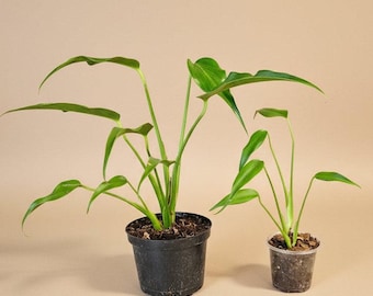 Monstera Burle Marx Flame Rare Plant
