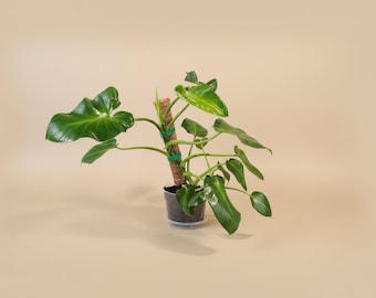 Philodendron Rugosum Aberrant Form, Rooted Top Cut. - Etsy