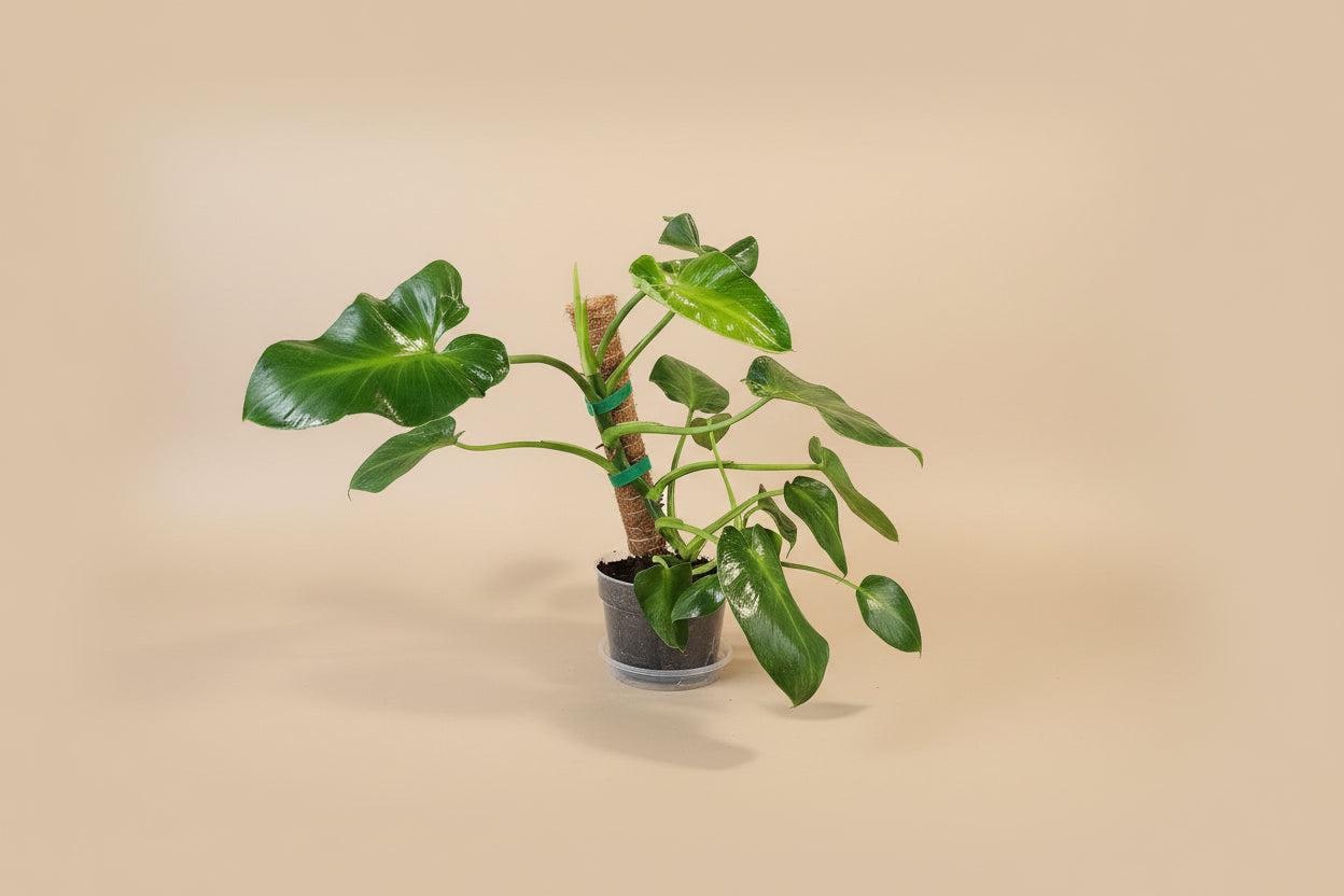 Philodendron Rugosum Aberrant - Etsy
