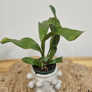 Staghorn Fern 2&quot; Plant (Platycerium bifurcatum)