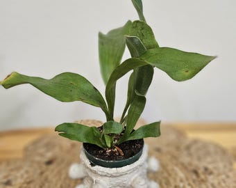 Staghorn Fern 2" Plant (Platycerium bifurcatum)