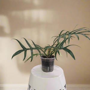 Philodendron Bipinnatifidum - Etsy