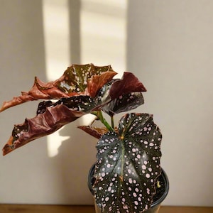 Begonia Maculata &#39;Cracklin Rose&#39; Rare Plant