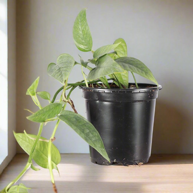 Jungle Relics Pothos Epipremnum pinnatum - Thumbnail 4