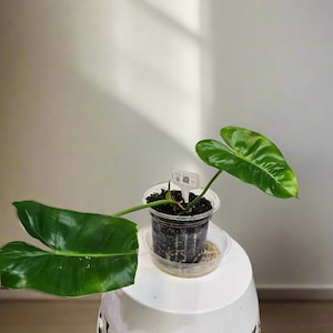 philodendron standleyana white variegated Monstera Standleyana Albo in 6