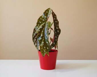 Polka Dot Begonia (Begonia maculata) 4" Plant